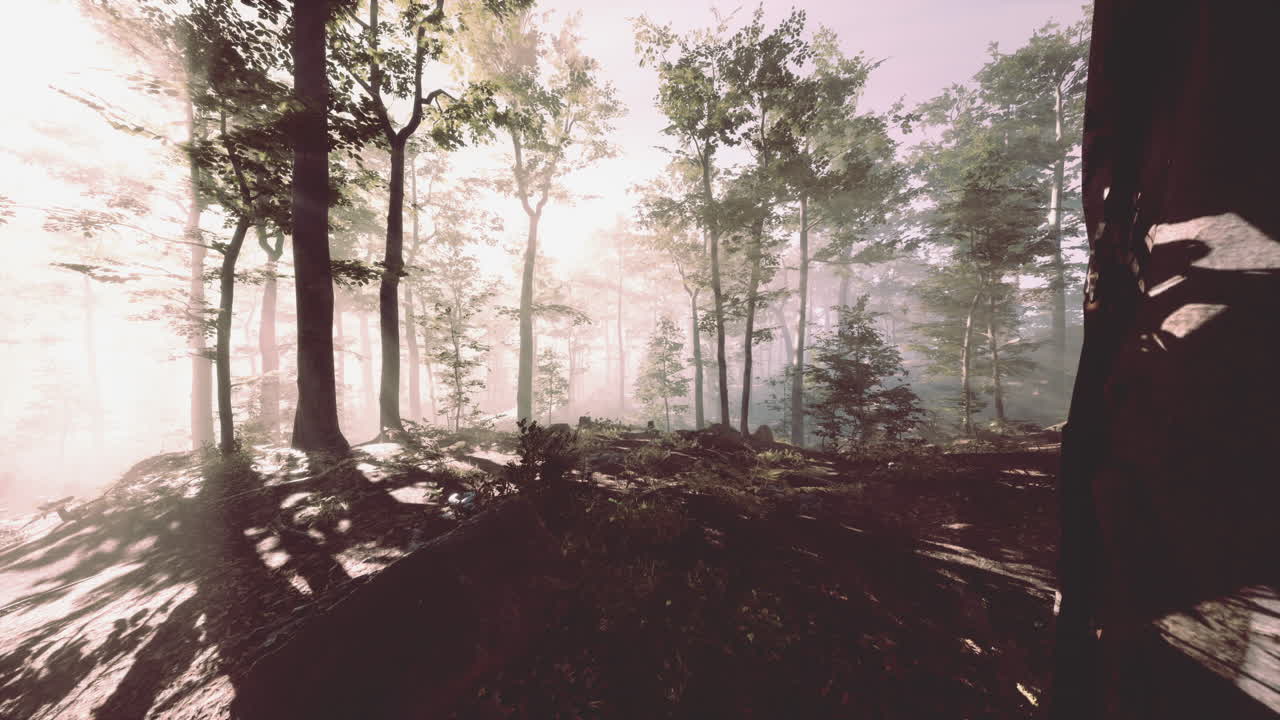 bosque mágico con rayos de luz a través de la madera por fpv drone