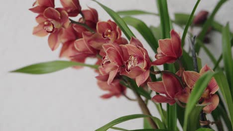 Close up of peach orchids with green leaves against a light background