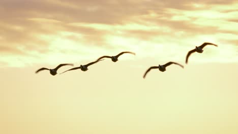 Wildgänse,-Die-In-Der-Abenddämmerung-Gegen-Den-Goldenen-Himmel-Fliegen---Mittlere-Zeitlupen-Totalaufnahme