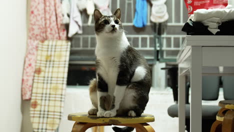 Beautiful-cat-standing-in-a-bench