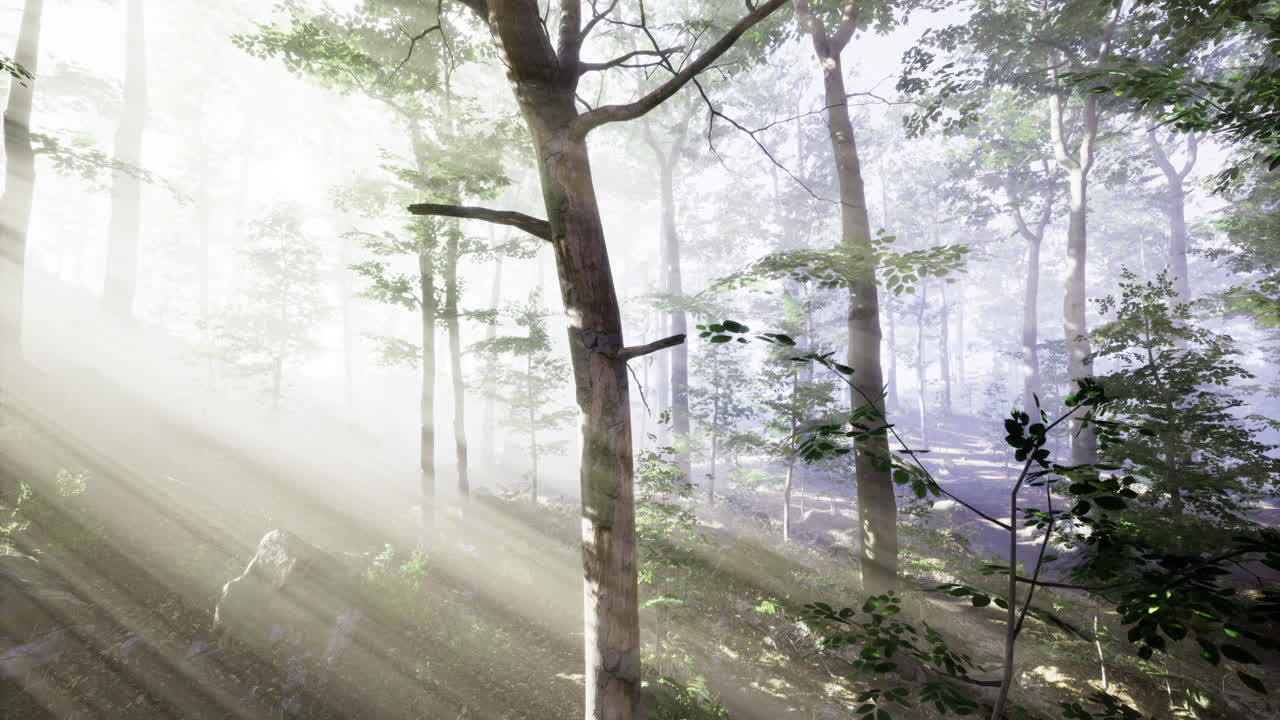 Sunlight filters through the dense foliage of a tranquil forest at dawn