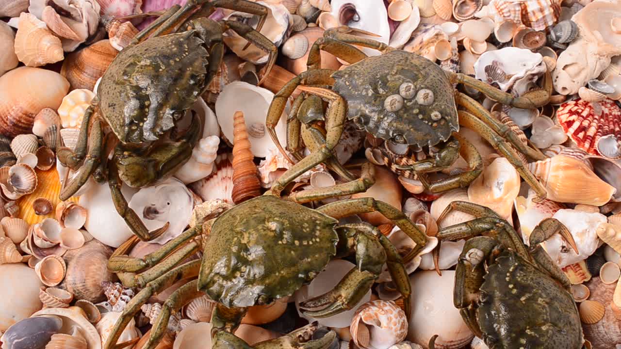 Cua sống. Quay chụp cua