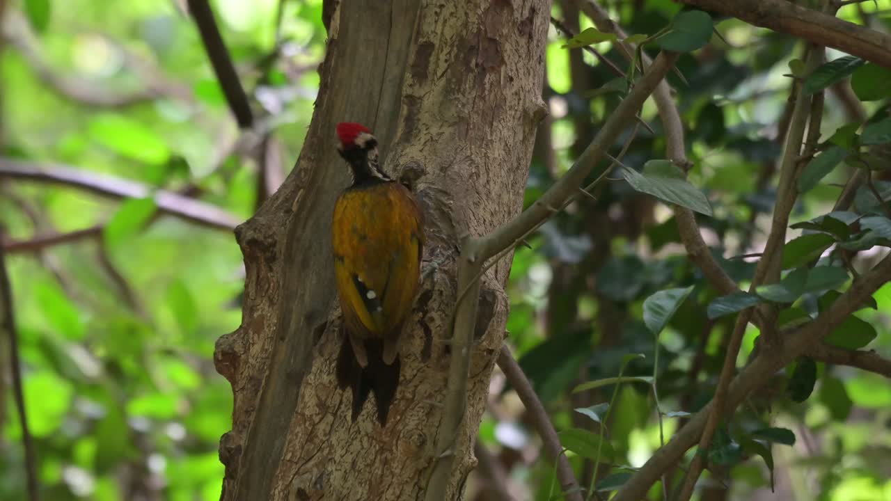 tan ocupado picoteando larvas mientras el drongo vuela a la derecha y hacia atrás, flameback común dinopium javanense, tailandia
