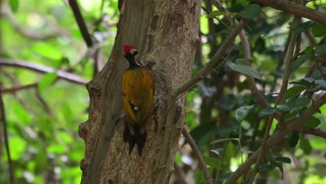 So-busy-pecking-for-grubs-while-Drongo-flies-to-the-right-and-back,-Common-Flameback-Dinopium-javanense,-Thailand