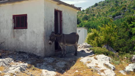 static shot of a grey donkey waving its tail and lazily standing in the shadow of a small stone shed in the mountains of montenegro on a sleepy sunny summer day