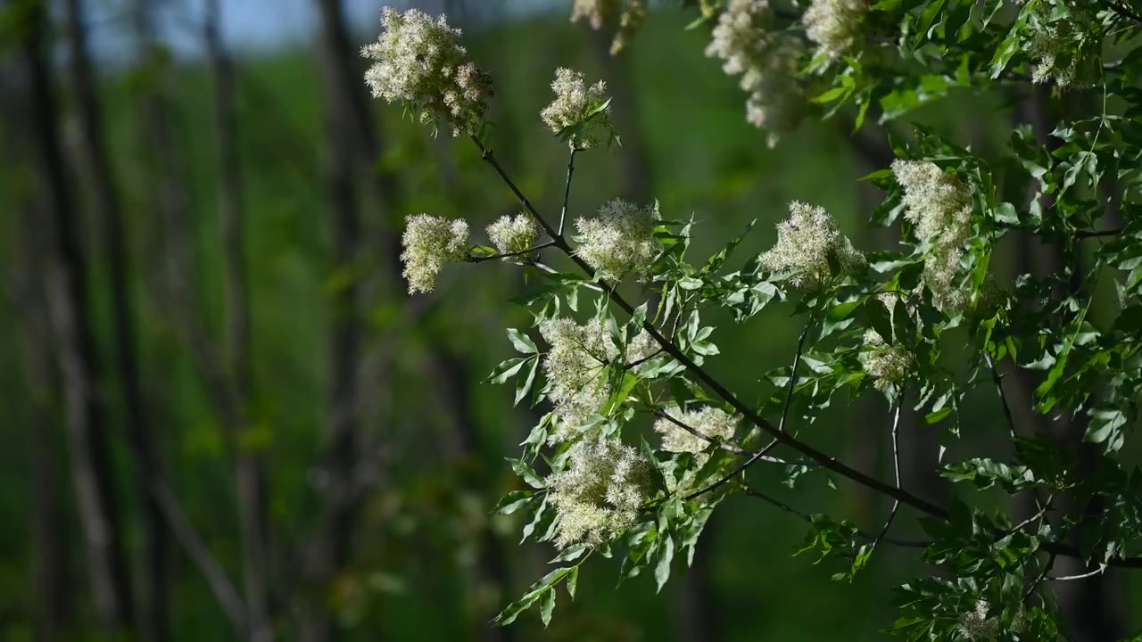 Sfondo di fiori di sambuco in una foresta in Europa