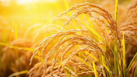 golden rice field at sunset
