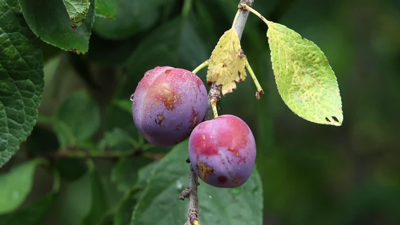 Plums ripening on a tree. Summer. UK