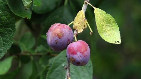 plums ripening on a tree. summer. uk