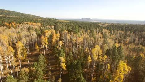 aerial, drone, high pass over fall aspen trees foliage and barren limbs, flagstaff, arizona