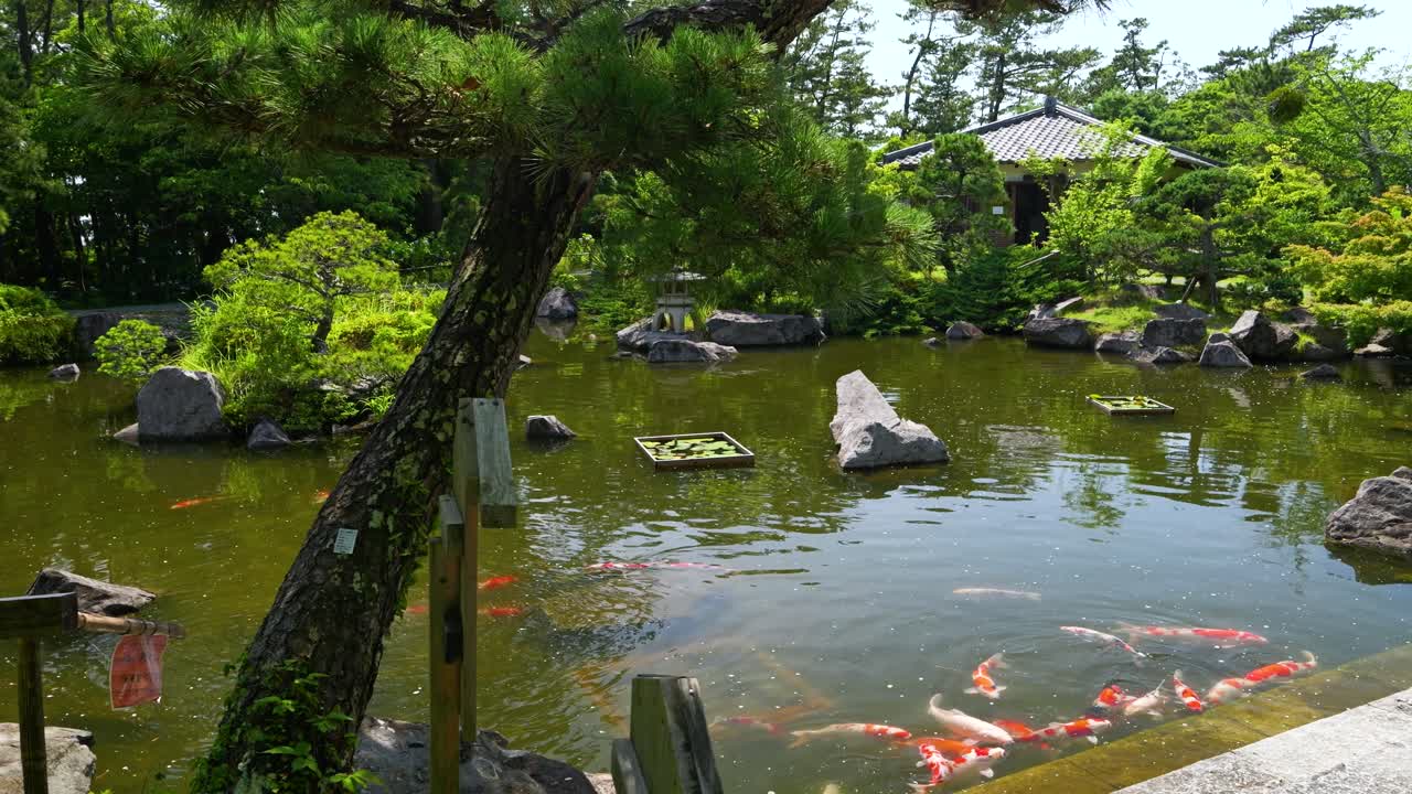 Vibrant Koi Fish in a Serene Japanese Garden Pond
