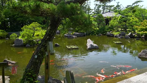 vibrant koi fish in a serene japanese garden pond