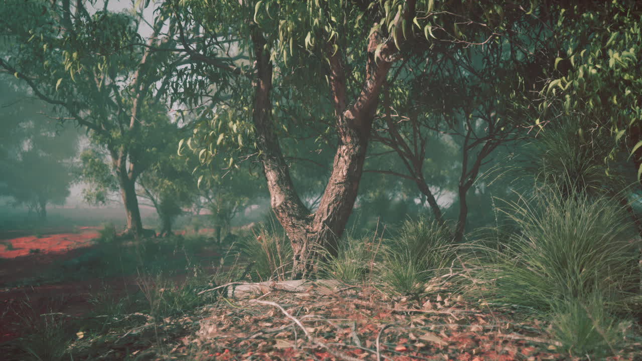 туманный лес