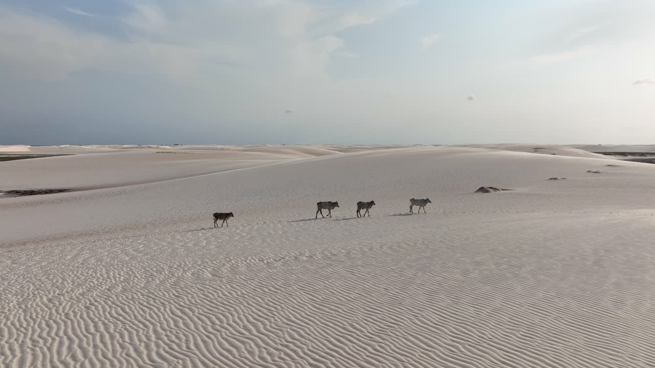 Cattle walk in desert landscape of Lençóis Maranhenses in Brazil, aerial