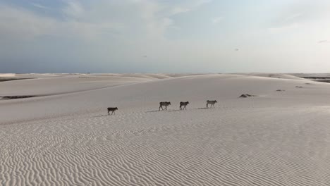 cattle walk in desert landscape of lençóis maranhenses in brazil, aerial