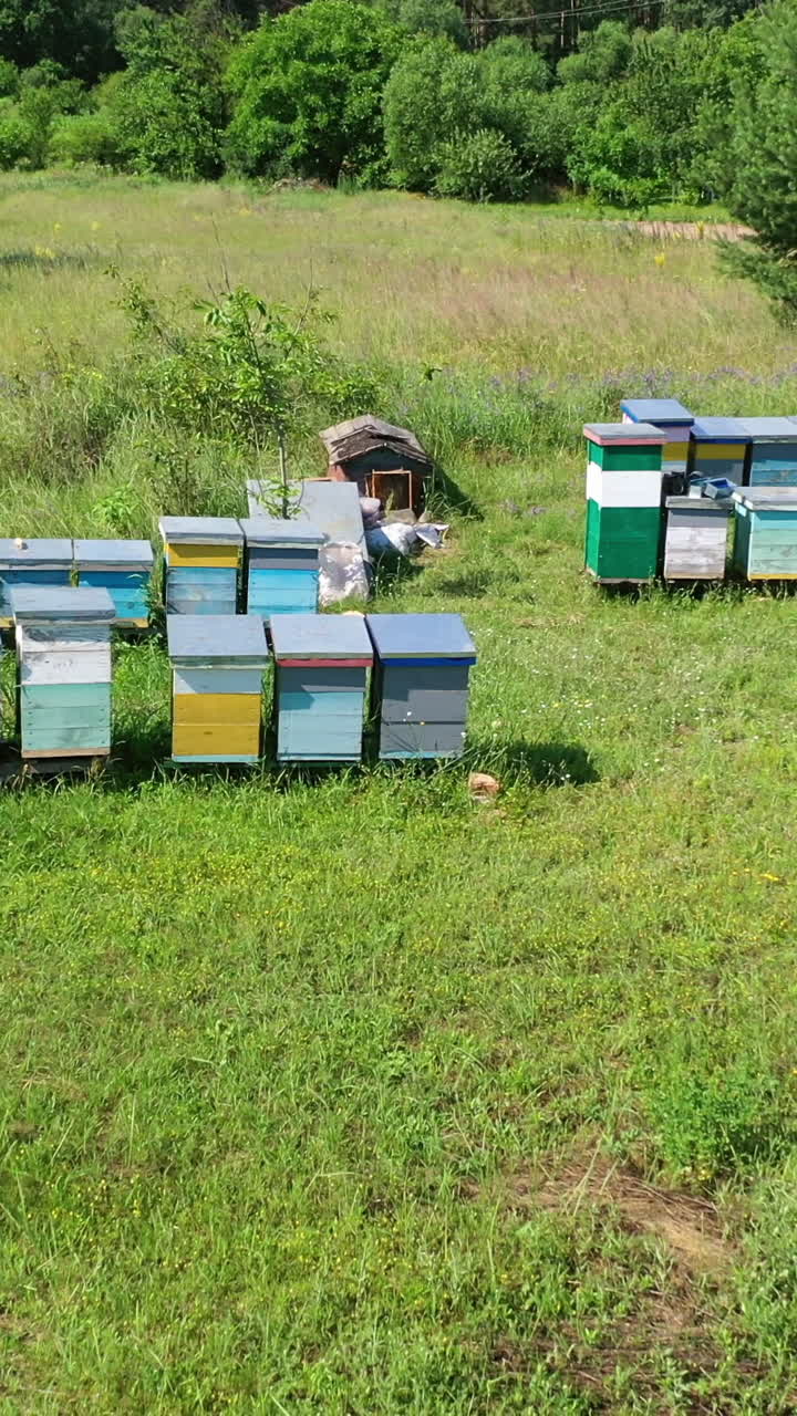 Apiary in the countryside. Apiarist examining bees near beehives. Wooden hives among green nature. Camera moves to the right. Drone view. Vertical video
