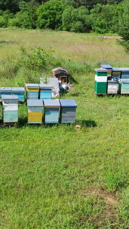 apiary in the countryside. apiarist examining bees near beehives. wooden hives among green nature. camera moves to the right. drone view. vertical video