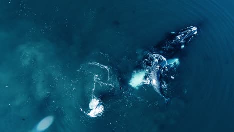 family of southern right whale playing around the blue waters of patagonian sea