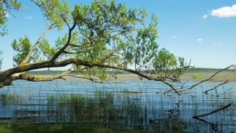 Beautiful-view-of-a-Lake-Usma-shore-on-a-sunny-summer-day,-distant-islands-with-lush-green-forest,-rural-landscape,-coast-with-old-reeds,-trees-hanging-over-the-water,-wide-shot