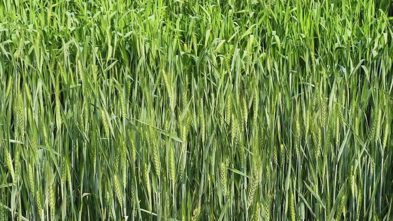 Nærbillede af grønne hvedaks, der vokser tæt på en mark, med sunde kornaks, vertikale teksturer og naturlig landbrugsvækst i dagslys
