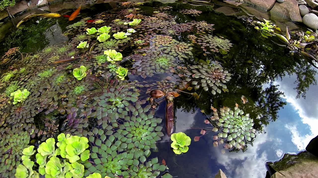vista panorámica del estanque con koi y plantas acuáticas de agua dulce, incluida la planta de mosaico, ludwigia sedioides