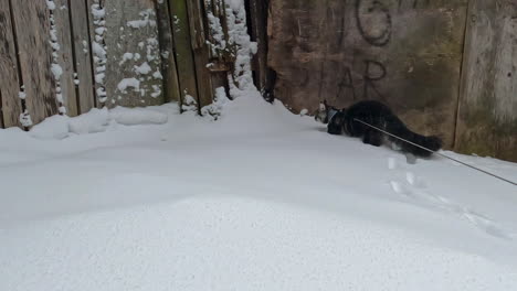 llevar a un gato maine coon grande y peludo a dar un paseo en la nieve