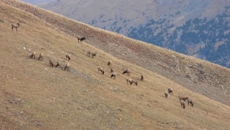 herd of elk on a mountain side during late fall, early winter, bull and cows