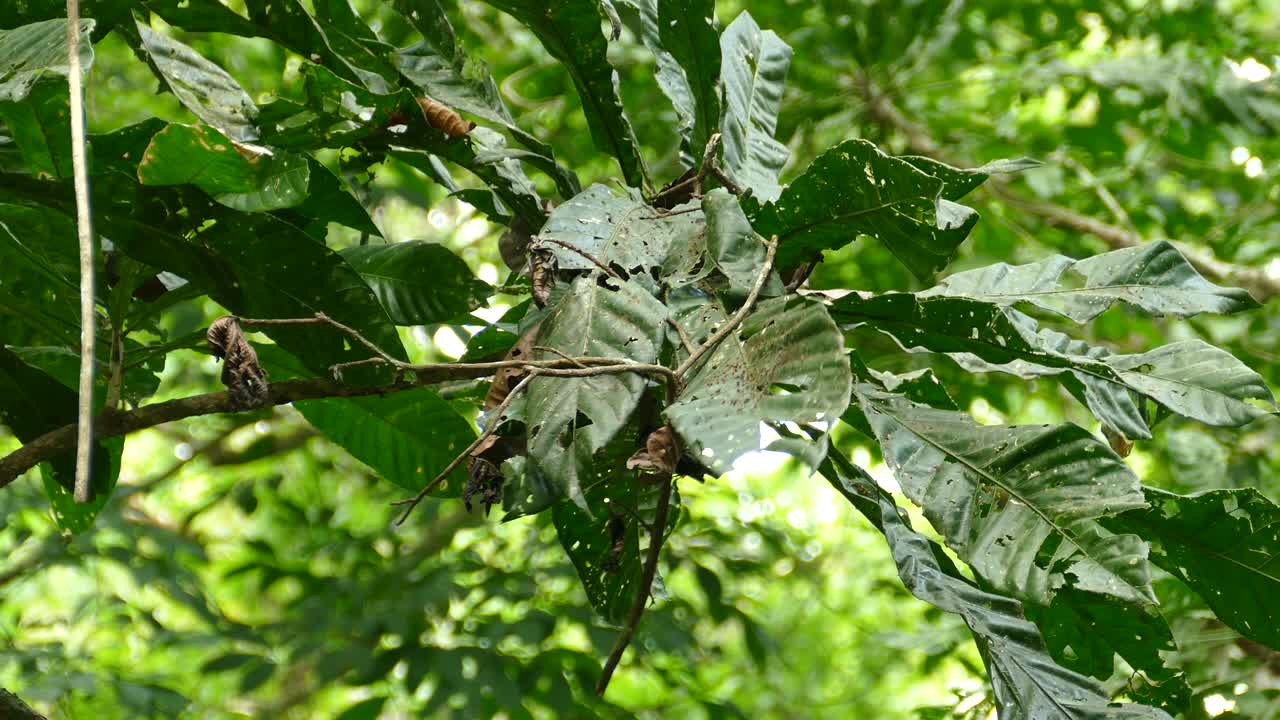 파나마 열대 숲에서 나무 가지 주위를 빠르게 날고 움직이는 작은 이국적인 새