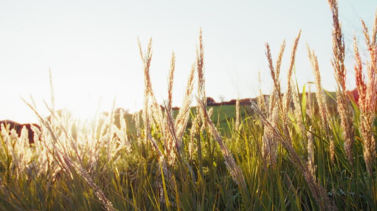 自然の植物は 春の風の柔らかい息で ゆっくりと動く