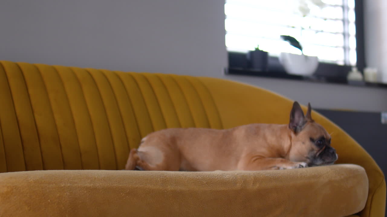 French bulldog lying on a yellow sofa in a modern living room, resting peacefully in soft daylight