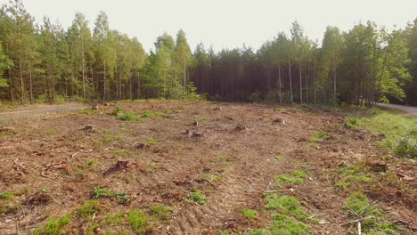 logging clear cut