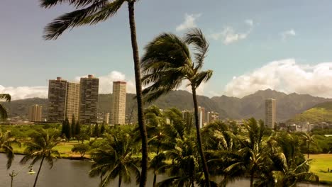 palm trees swaying gently in the breeze in waikiki, hawaii on a warm summer day