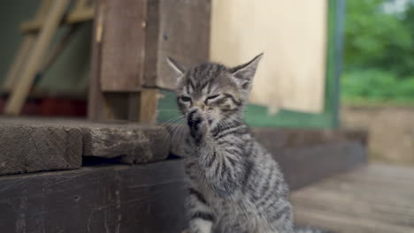 little cute kitten cleaning itself