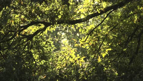 Summer-light-shines-between-branches-on-a-summers-day-in-England