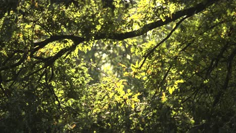 la luz de verano brilla entre las ramas en un día de verano en inglaterra