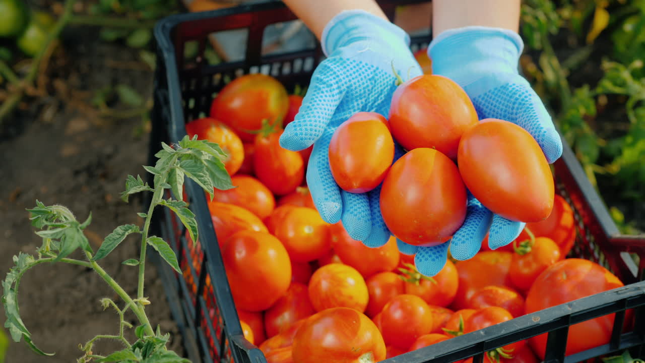 농부의 손은 채소를 수확하는 정원에서 잘 익은 토마토 몇 개를 들고 있다