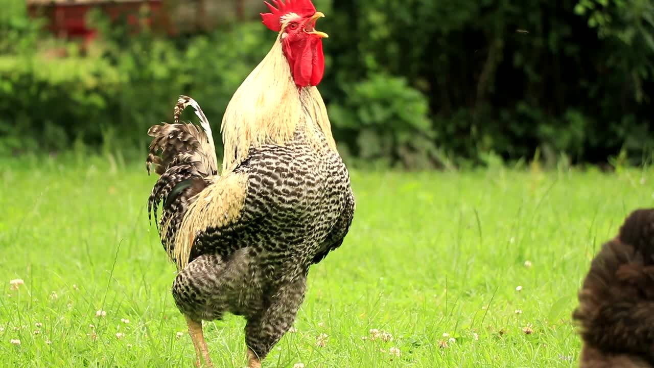 un gallo canta durante una hermosa mañana en una pequeña granja