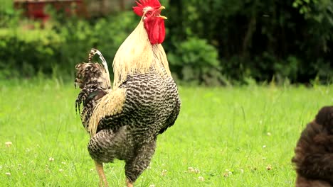 Un-Gallo-Canta-Durante-Una-Hermosa-Mañana-En-Una-Pequeña-Granja