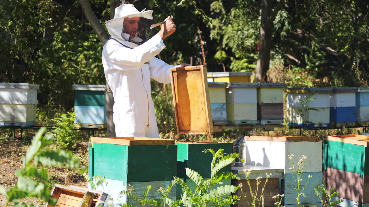 Apicoltore che raccoglie il miele. Apicoltore con abbigliamento protettivo che ispeziona un favo nell'apiario.