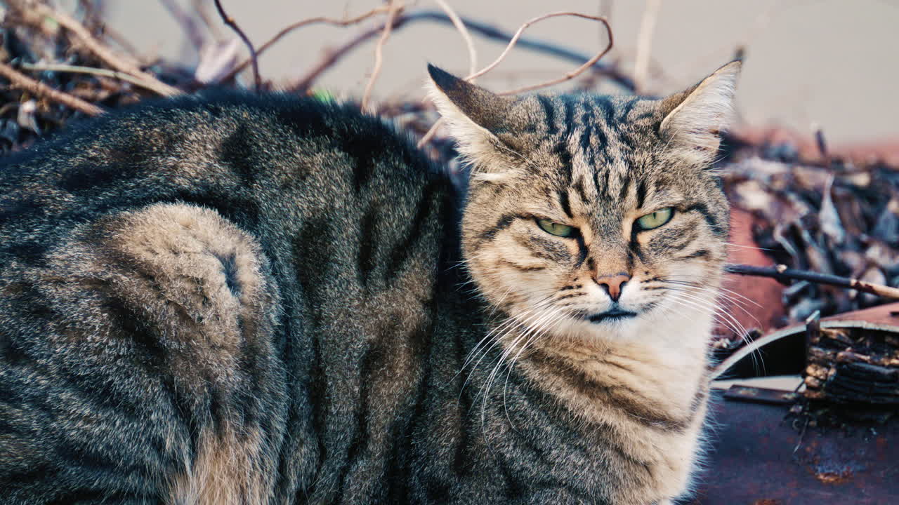Ritratto di un gatto soriano a pelo lungo e soffice che si riposa all'aperto e guarda attentamente verso la fotocamera