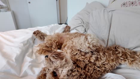 fluffy australian labradoodle on the bed relaxing