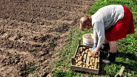 smiling grandma sorting potato seedlings in garden on sunny spring day
