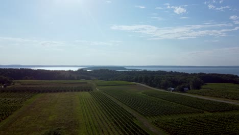 Ein-Weinberg,-Der-Per-Drohne-In-Sommerlichen-Farben-Gesehen-Wird