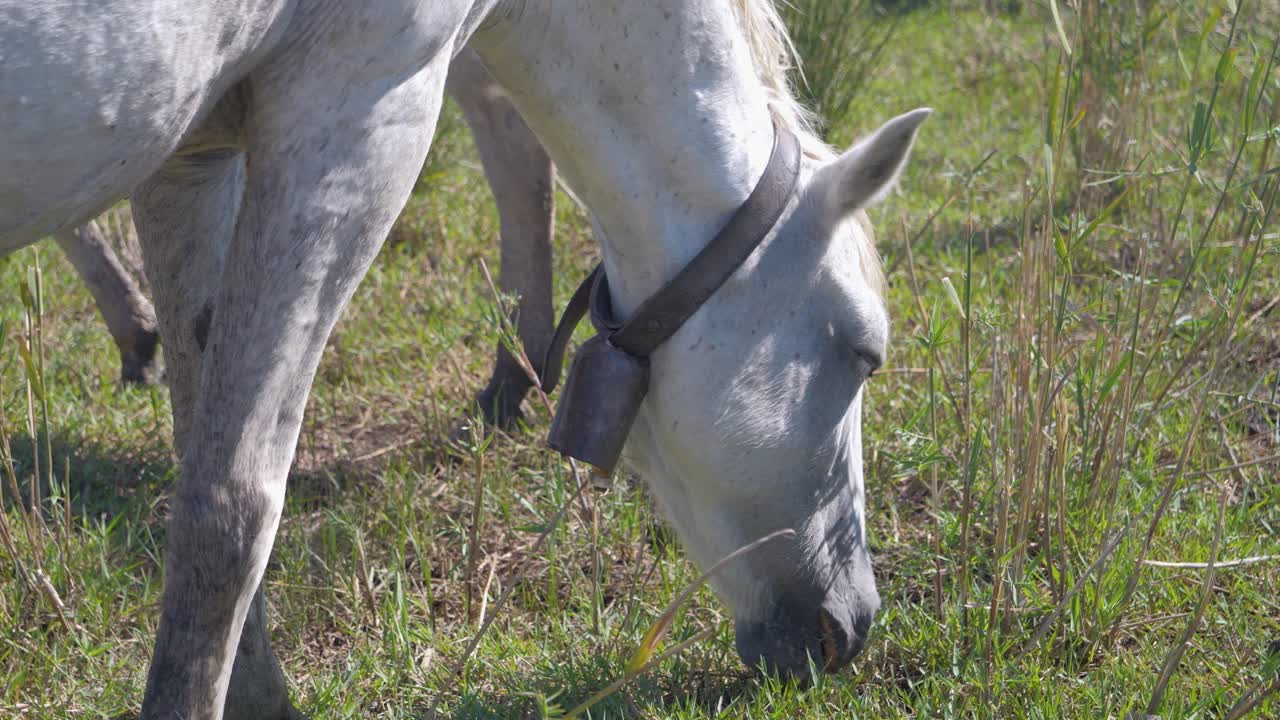 caballo blanco pastando en un campo lleno de hierba
