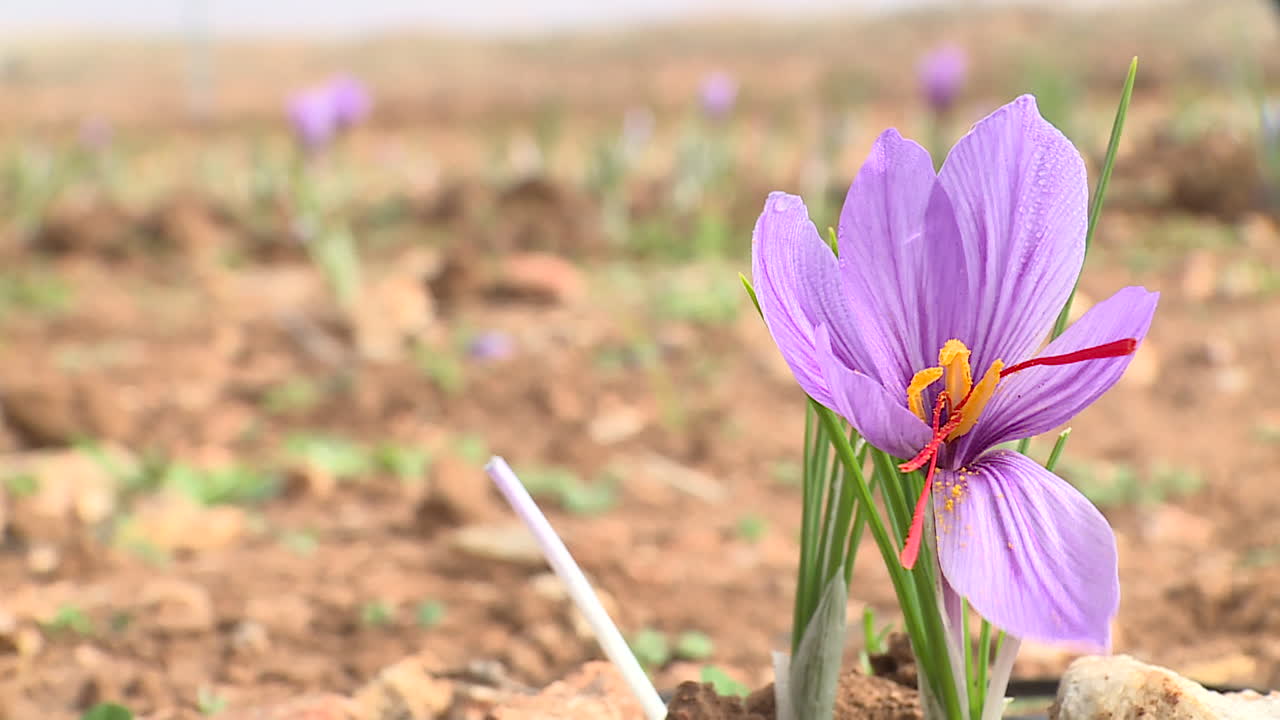 Saffron Flowers in a Field