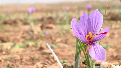 saffron flowers in a field