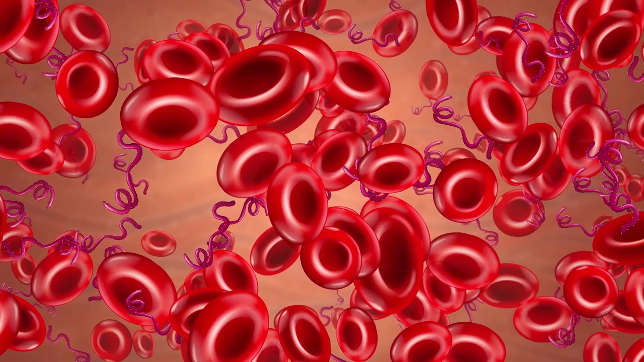 3D animation of erythrocytes and spiral bacteria flowing through a blood vessel with soft lighting.