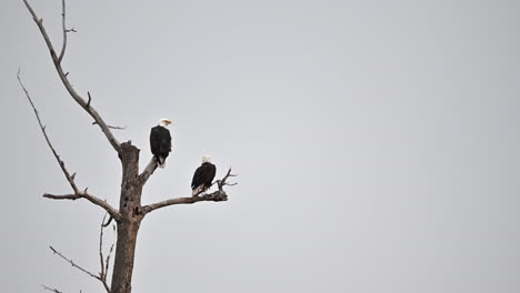 cooney bay's guardians: the stoic bald eagles