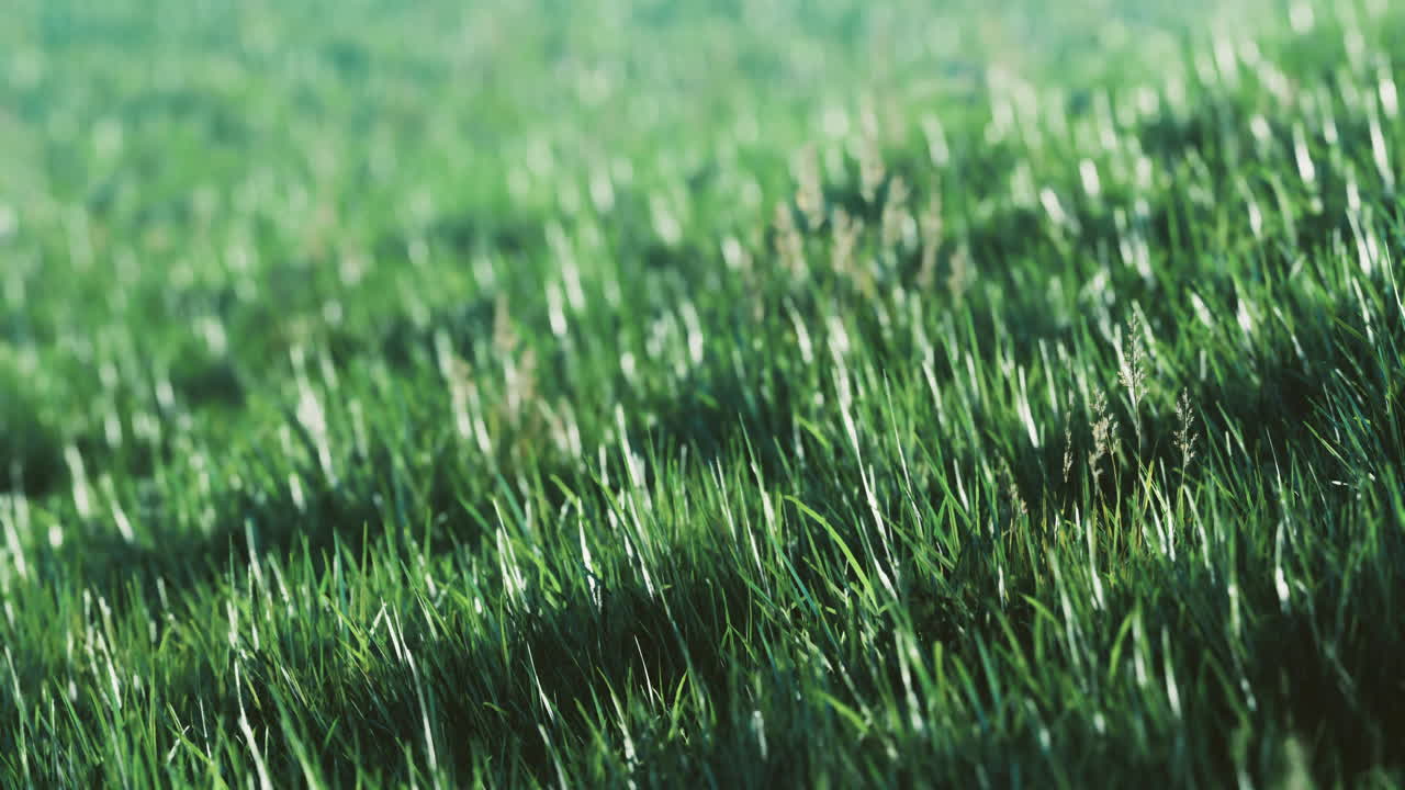 Lush green grass swaying gently in the breeze during a sunny afternoon