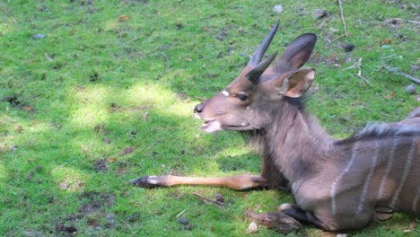a fawn resting in a pasture surrounded by grassland and groundcover. a terrestrial animal, the fawn, is resting on the grassland. its horns gracefully adorn as it lays down amidst the groundcover in the pasture